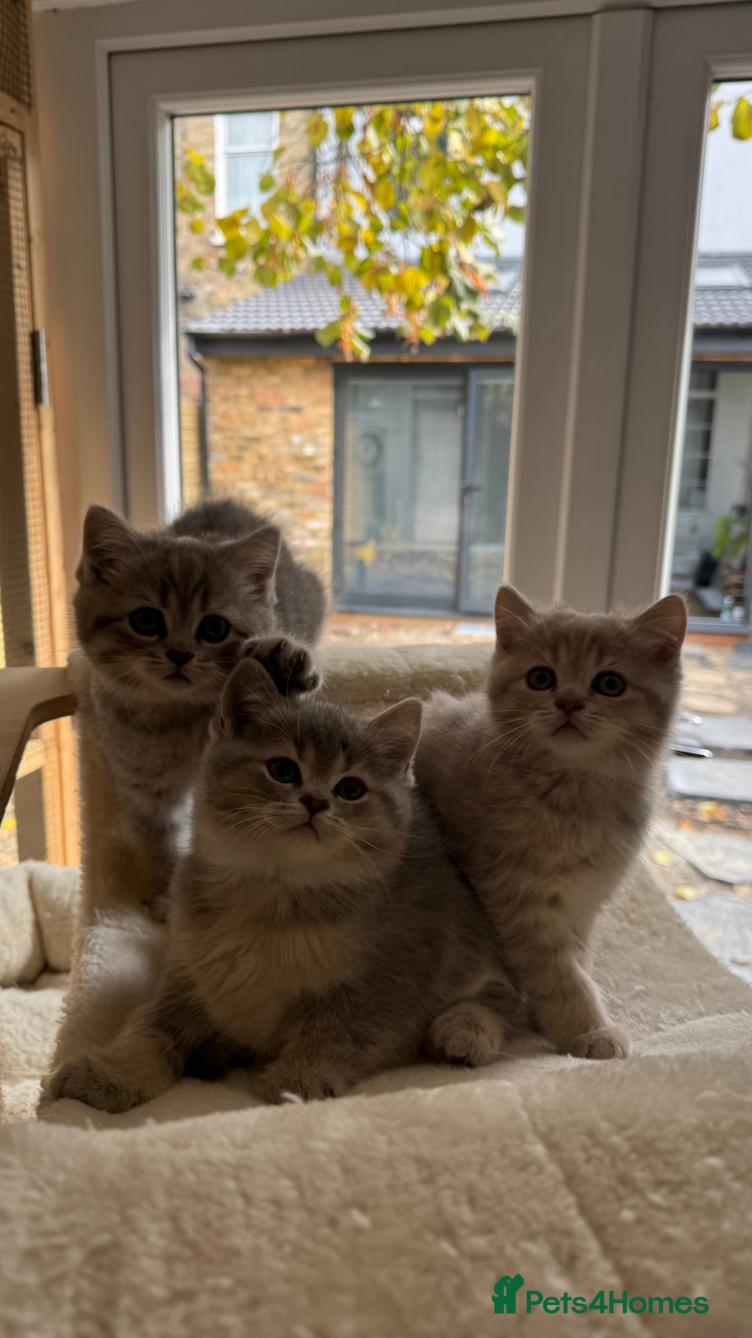 Scottish Fold cats for sale: Pedigree Scottish fold and straight kittens - Image 7