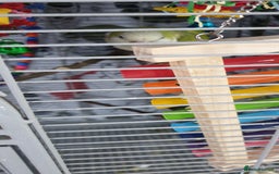 Parakeets birds for sale: Quaker parrot female - Image 2