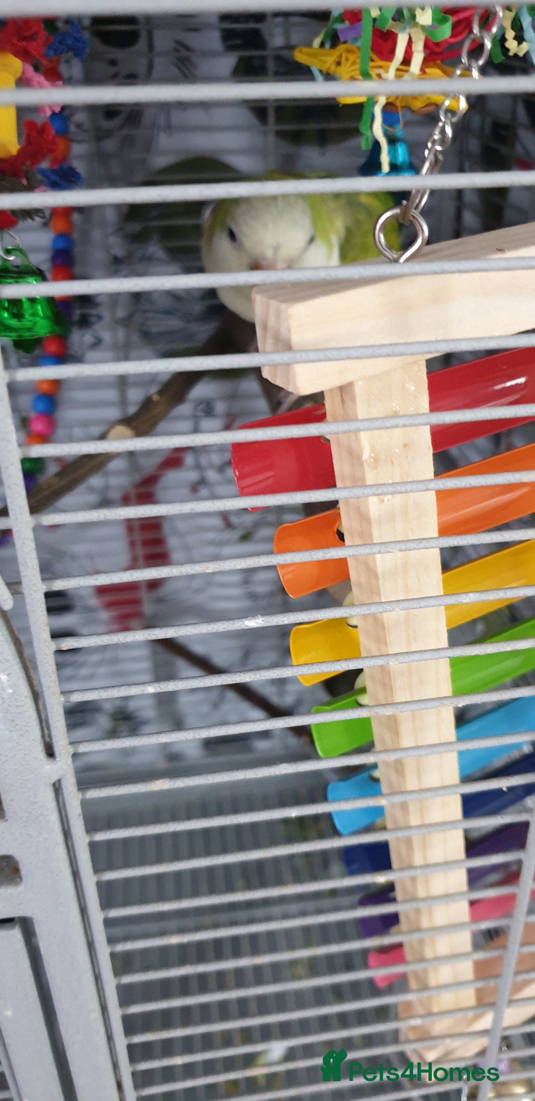 Parakeets birds for sale: Quaker parrot female - Image 2
