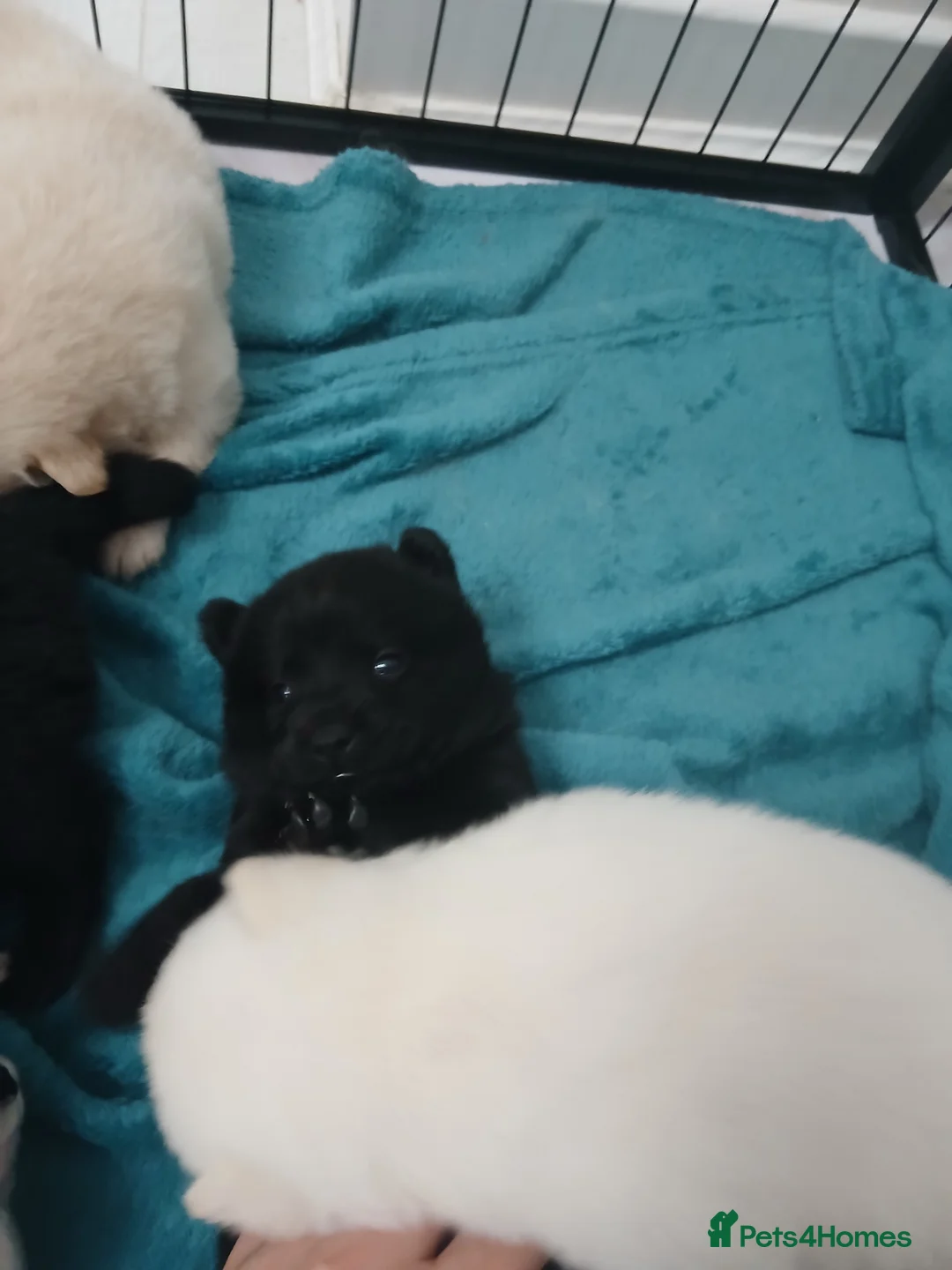 Mixed Breed dogs for sale: 5 stunning hybrid chowskis pups - Advert 15