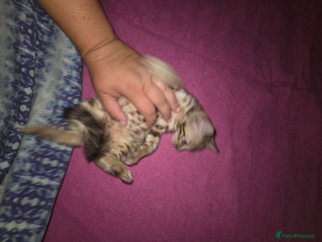 Bengal cats for sale:  1 stunning male bengal kitten (reduced price) - Image 11