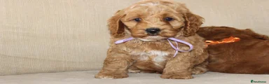 American Cocker Spaniel 2