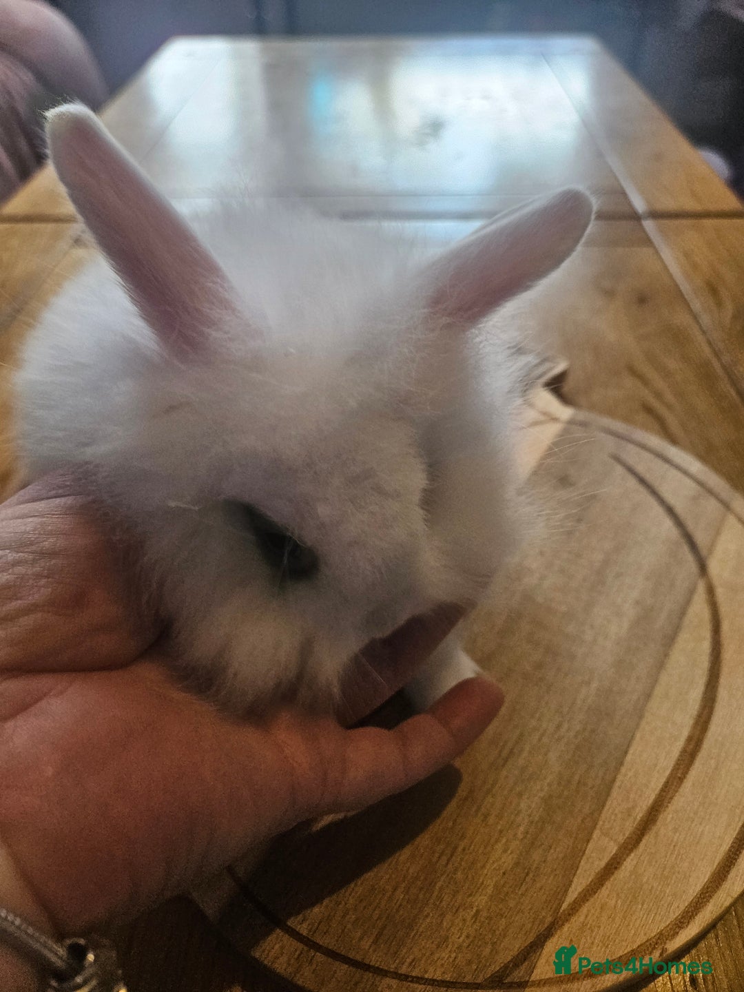 Mini Lion Lop rabbits for sale: Lion lops  - Image 6