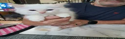 Ragdoll cats for sale: REDUCED 2 amazing little boys GCCF Ragdolls - Advert 14