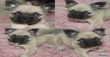 French Bulldog dogs - Advert 10