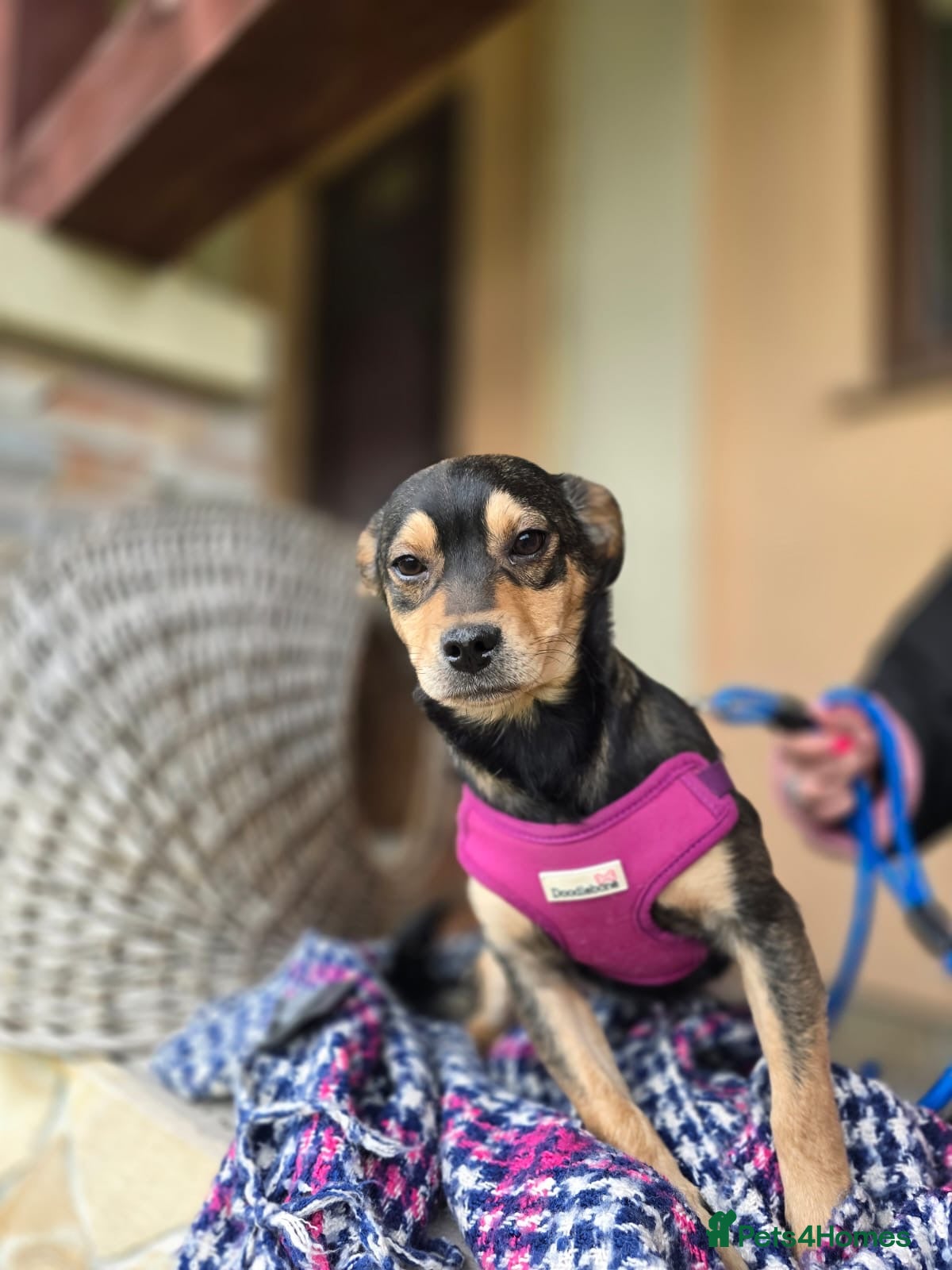Mixed Breed dogs for adoption: ❤️🐶 BEBE – SHE LOOKS AT THE WORLD LIKE A DREAMER - Advert 2