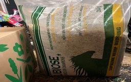 Guinea Pig rodents for sale: Three female guinea pigs  - Image 12