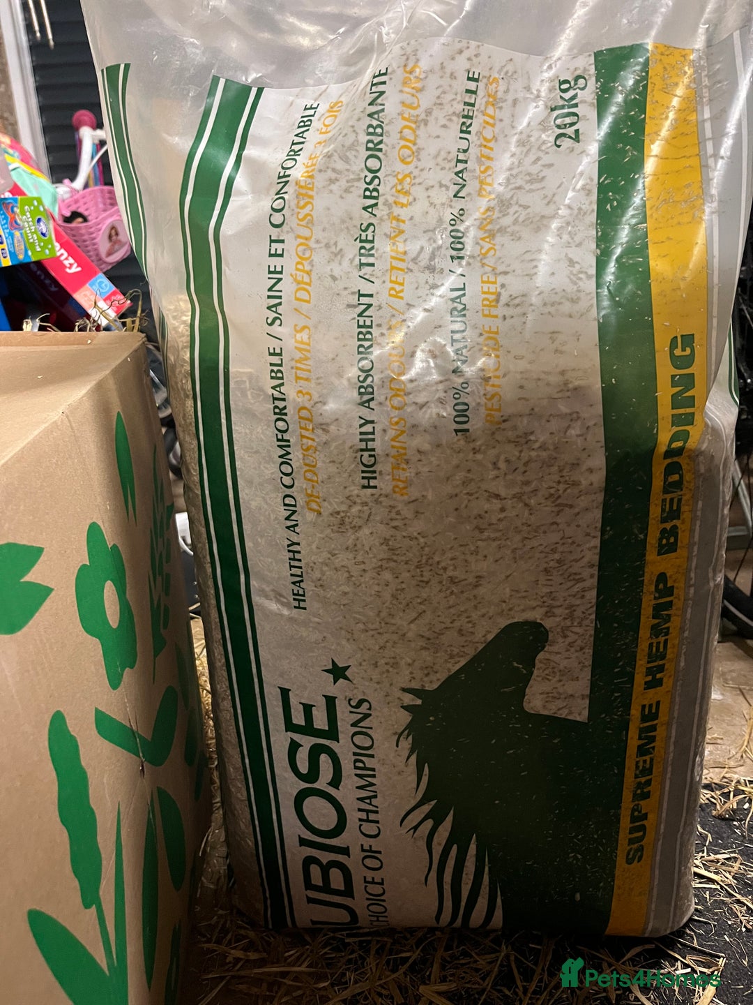 Guinea Pig rodents for sale: Three female guinea pigs  - Image 12