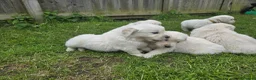 Golden Retriever dogs for sale: Golden Retriever Puppies  - Advert 16