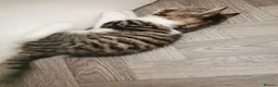 Norwegian Forest Cat cats for sale: For sale// Ready for collection - Advert 9