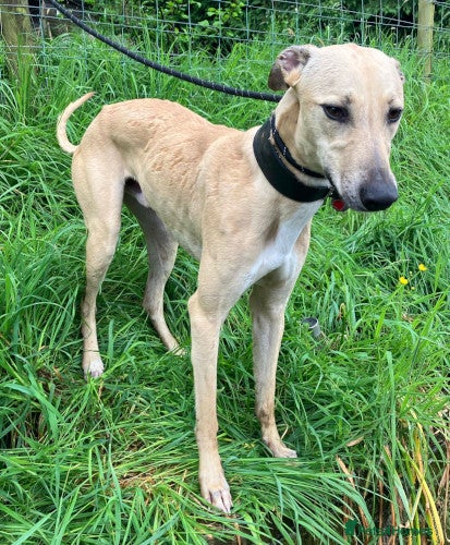 BULLET, young bull-lurcher in rescue — Lurcher