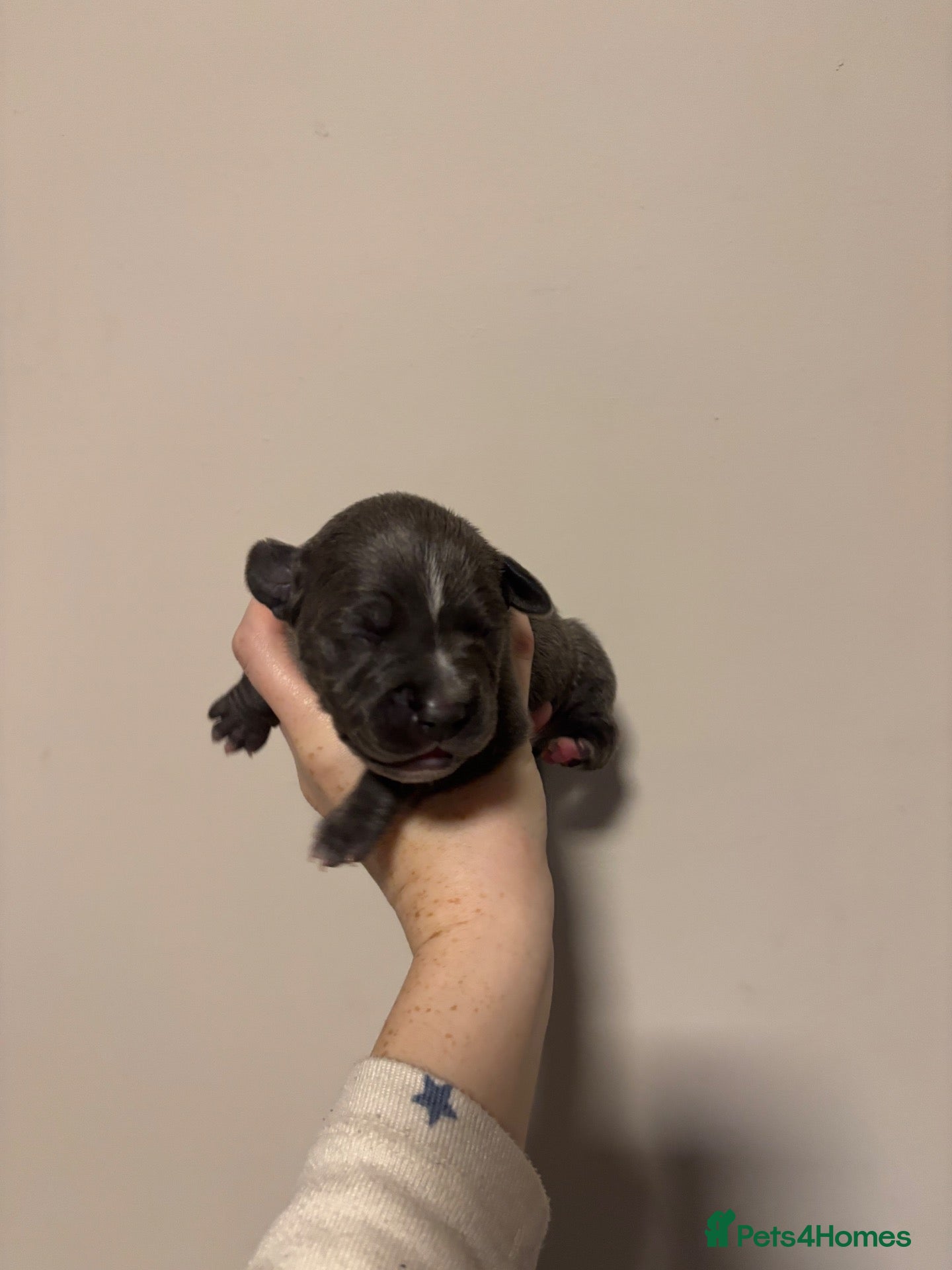 Staffordshire Bull Terrier dogs 10 Beautiful blue Staffordshire bull terrier pups - Advert 8