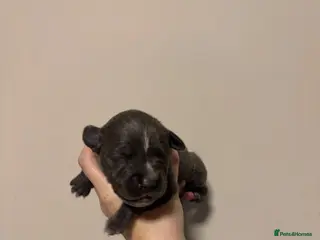 Staffordshire Bull Terrier dogs 10 Beautiful blue Staffordshire bull terrier pups - Advert 1