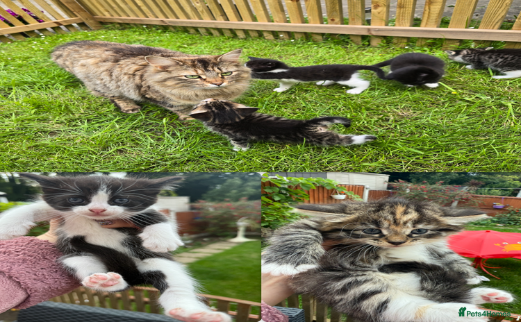 Mixed Breed cats - Advert 5