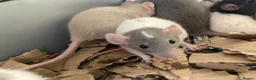 Rat rodents for sale: Rats for sale hull - Advert 3