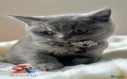 British Shorthair cats for sale: 🐾 Blue British Shorthair Kittens  🐾 - Image 5