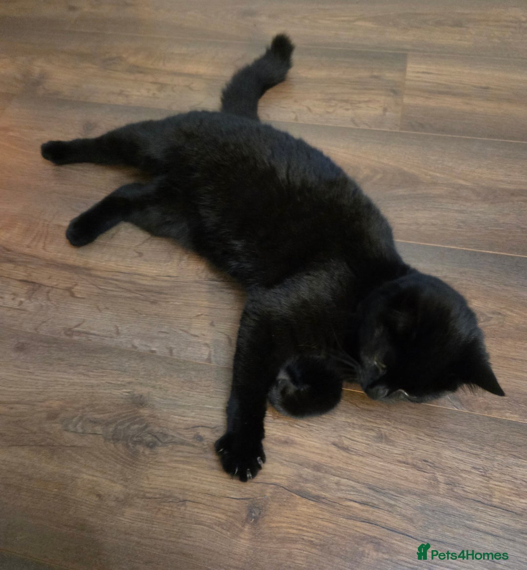 British Shorthair cats for sale: Beautiful Sophie British Shorthaired black cat - Advert 2