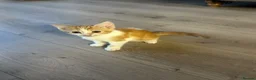 Mixed Breed cats for sale: GORGEOUS KITTENS  - Advert 6
