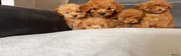 Toy Poodle dogs for sale: Toy poodle - Advert 2