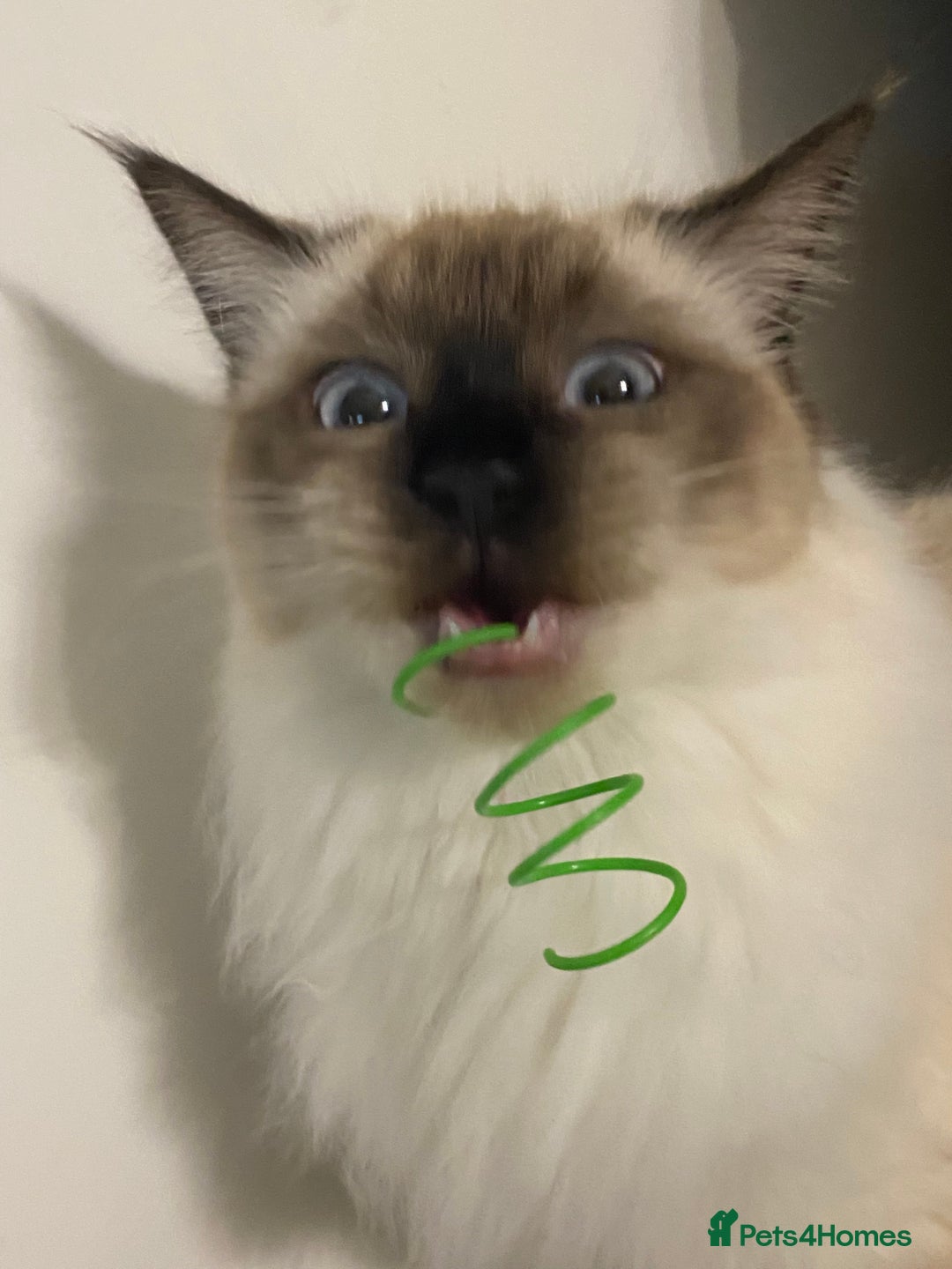 Ragdoll cats for sale: Ragdoll male and female - Advert 7