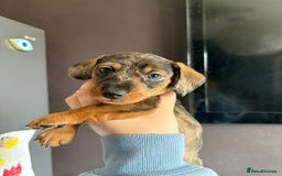 Dachshund dogs for sale: Minature dachshund puppies  - Image 19