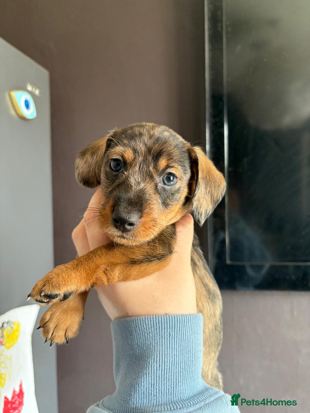Dachshund dogs for sale: Minature dachshund puppies  - Image 19