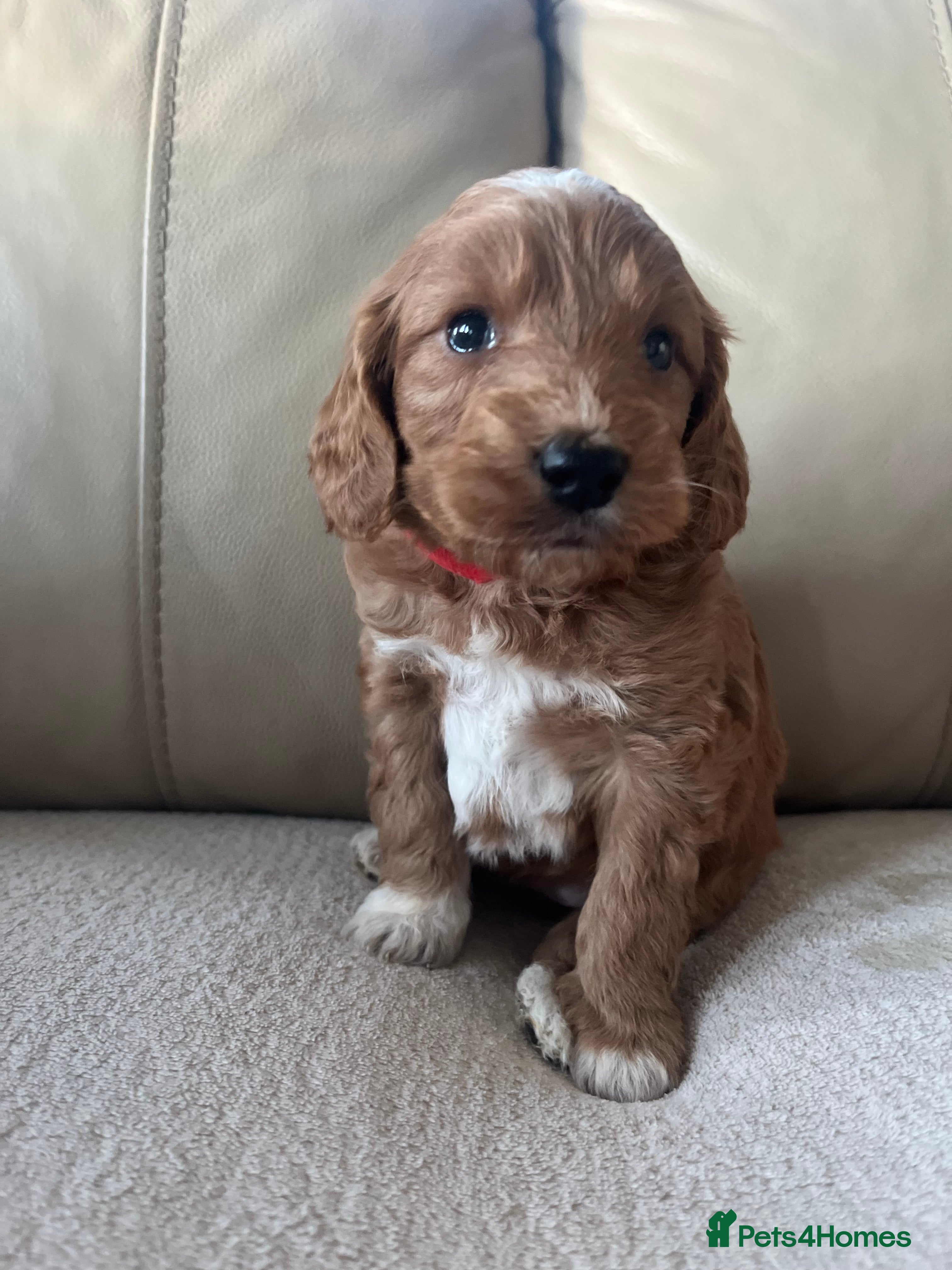 Cockapoo dogs Last gorgeous girl cockapoo - Advert 1