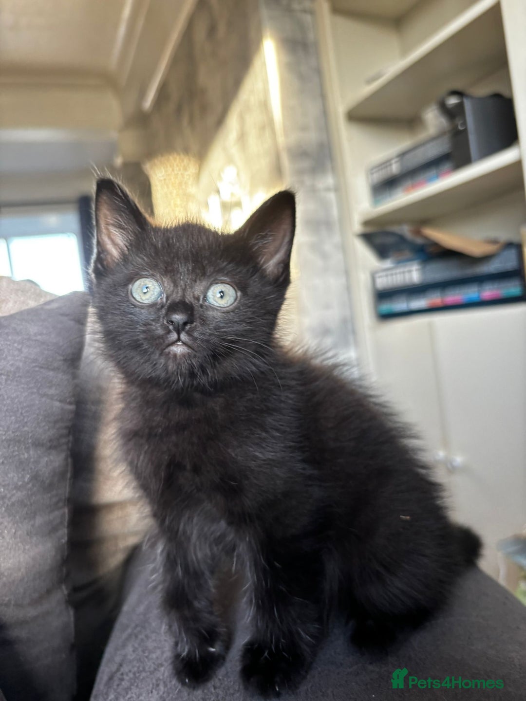 Mixed Breed cats for sale: 2 girls and 2 boys  - Advert 5