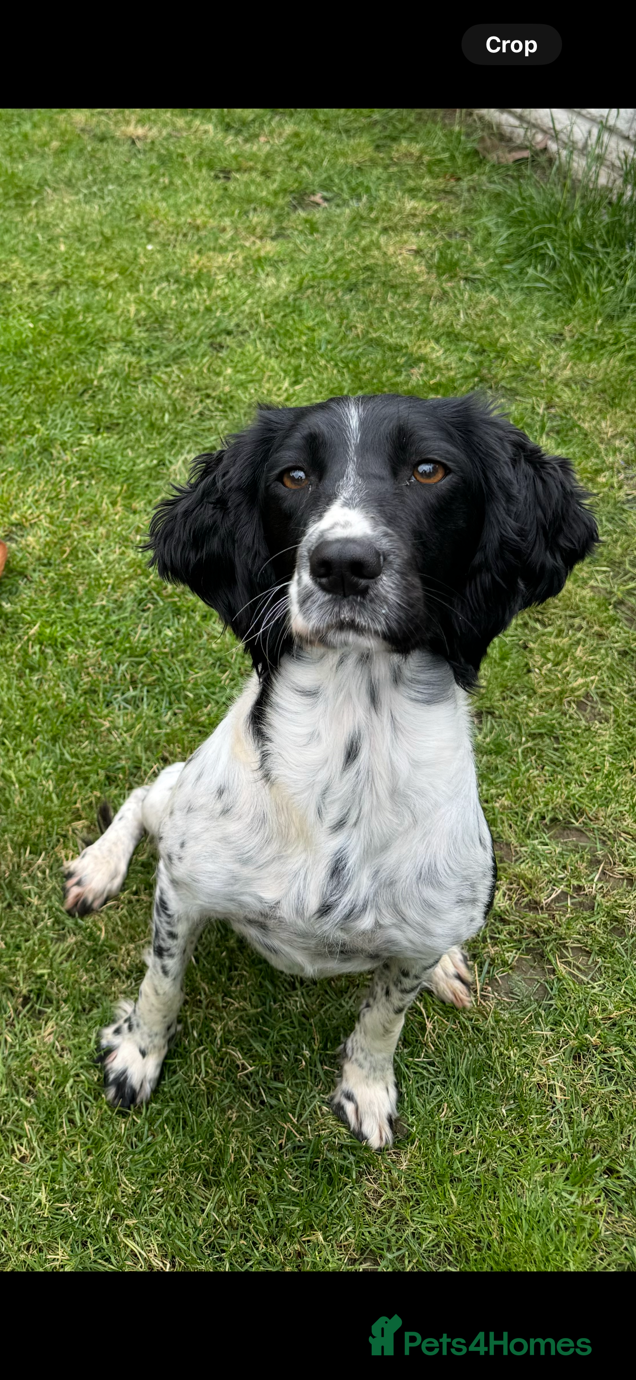 English Springer Spaniel dogs Springer spaniel  - Advert 2