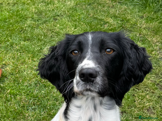 English Springer Spaniel dogs Springer spaniel - Advert 2
