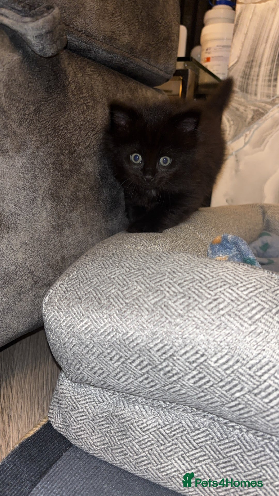 Domestic Shorthair cats for sale: Our Tabby has had kittens again - Advert 4