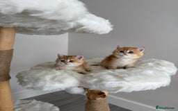 British Shorthair cats for sale: Golden Blue British Shorthair kittens  - Image 7