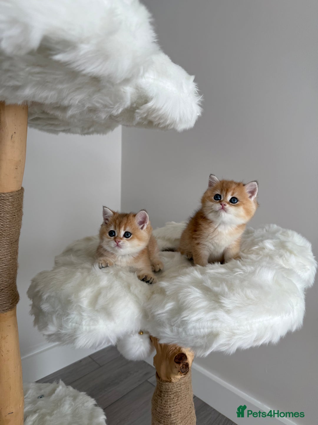 British Shorthair cats for sale: Golden Blue British Shorthair kittens  - Image 7