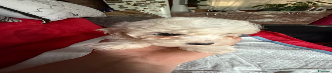 Maltese Puppy 5