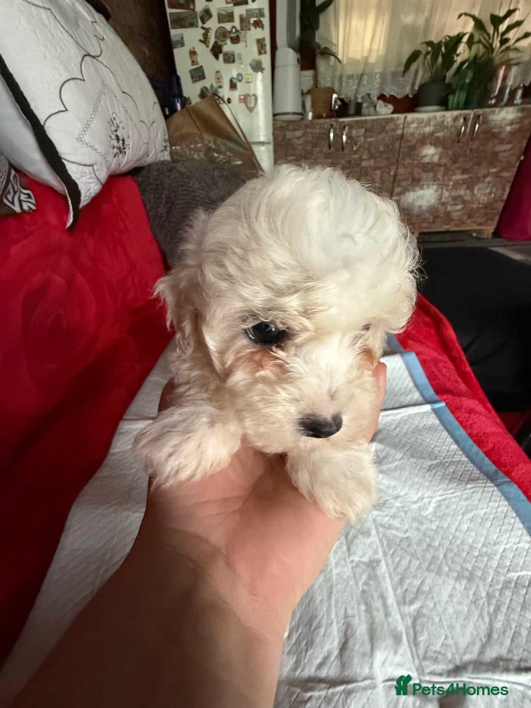 Maltese dogs for sale: Bichon puppies for sale ready to go! - Image 7