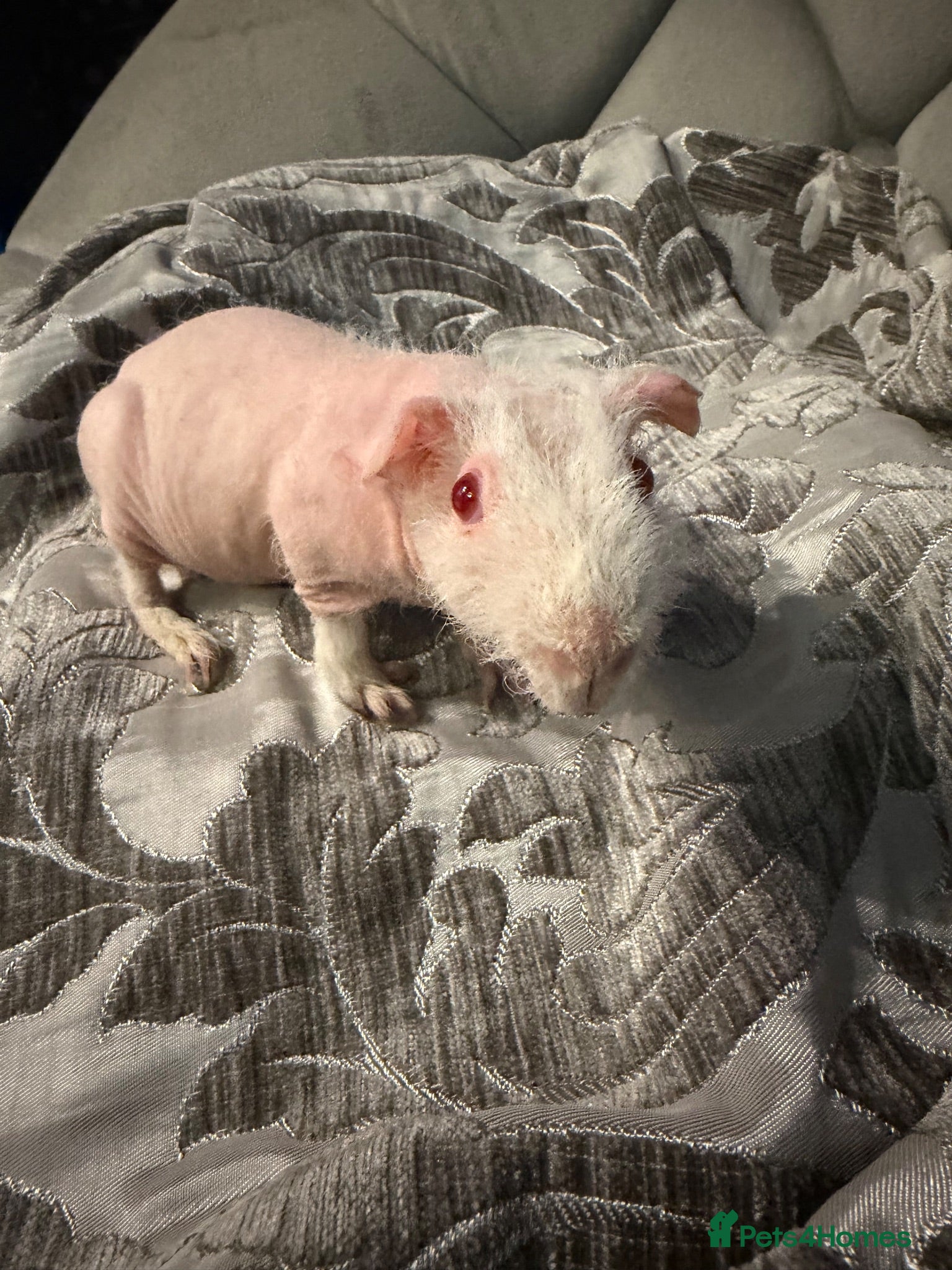 Guinea Pig rodents Female skinny pigs for sale - Advert 3