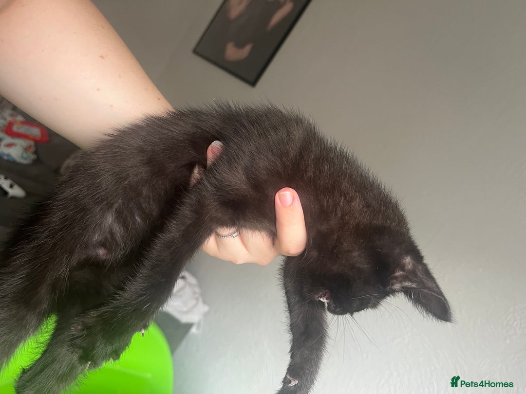 Mixed Breed cats for sale: £30 mixed black and ginger bengal cross kittens - Image 7