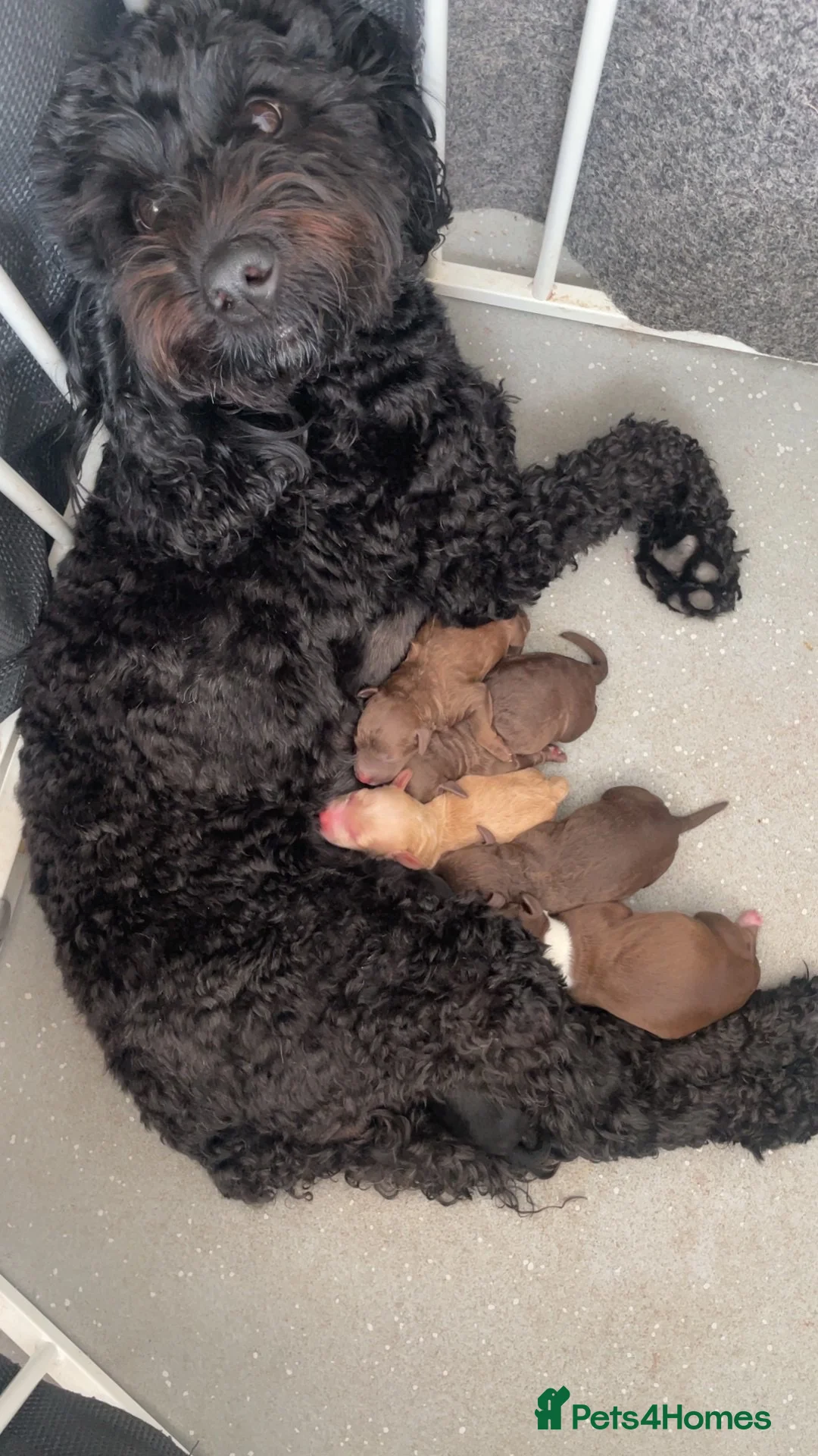 Cockapoo dogs for sale: Mixed litter of Cockerpoo - Advert 2