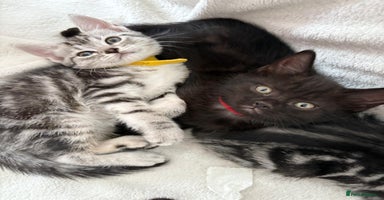 Mixed Breed cats - Advert 9