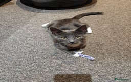 Domestic Shorthair cats for sale: Loving kittens - Image 24