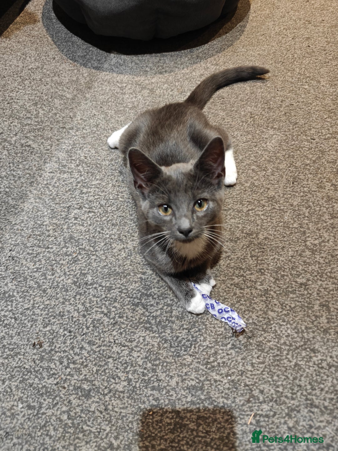 Domestic Shorthair cats for sale: Loving kittens - Image 24