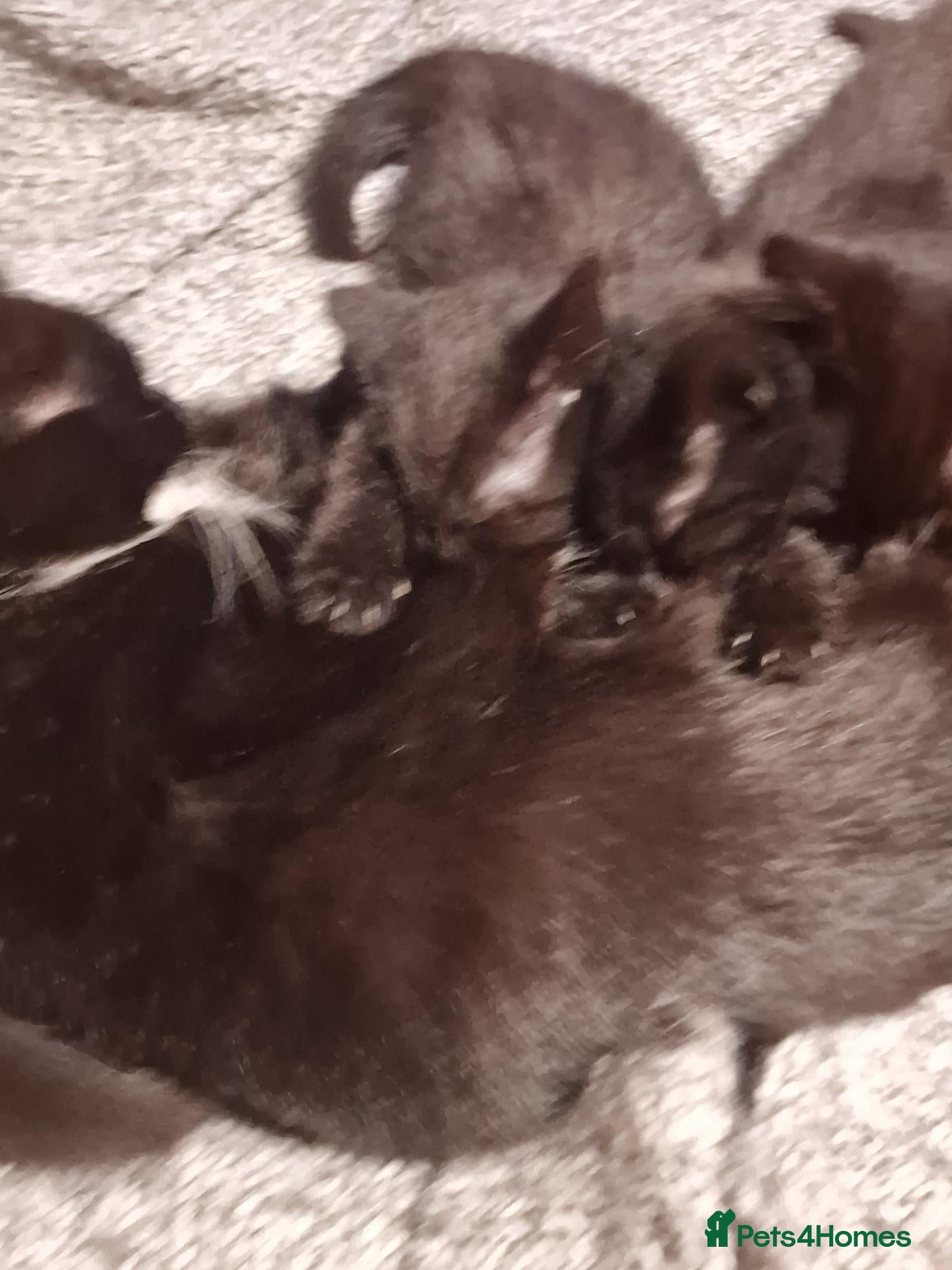 Mixed Breed cats for sale: Four black kittens with long fur and medium fur - Advert 3