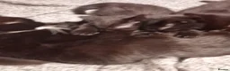 Mixed Breed cats for sale: Four black kittens with long fur and medium fur - Advert 1