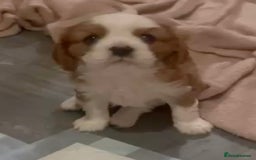 Cavalier King Charles Spaniel dogs for sale: Beautiful King Charles pups - Advert 4