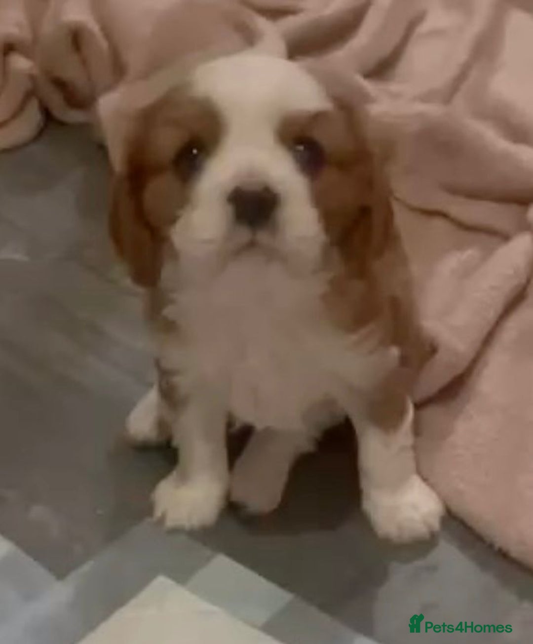 Cavalier King Charles Spaniel dogs for sale: Beautiful King Charles pups - Advert 4