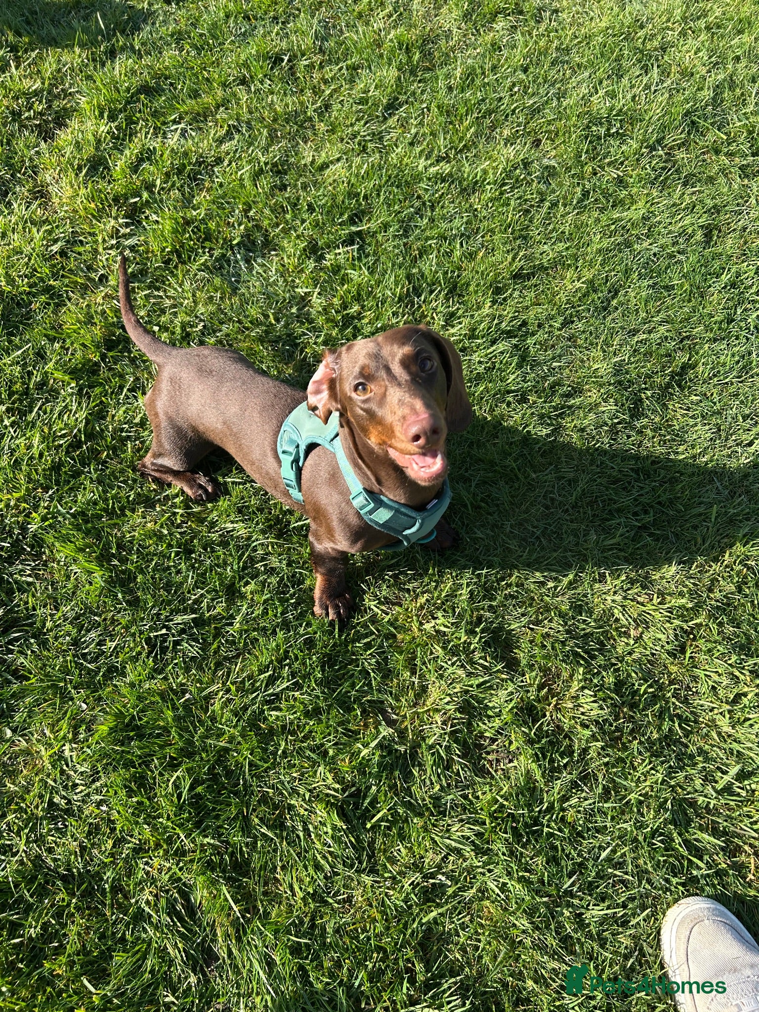 Dachshund dogs Monty  - Advert 3