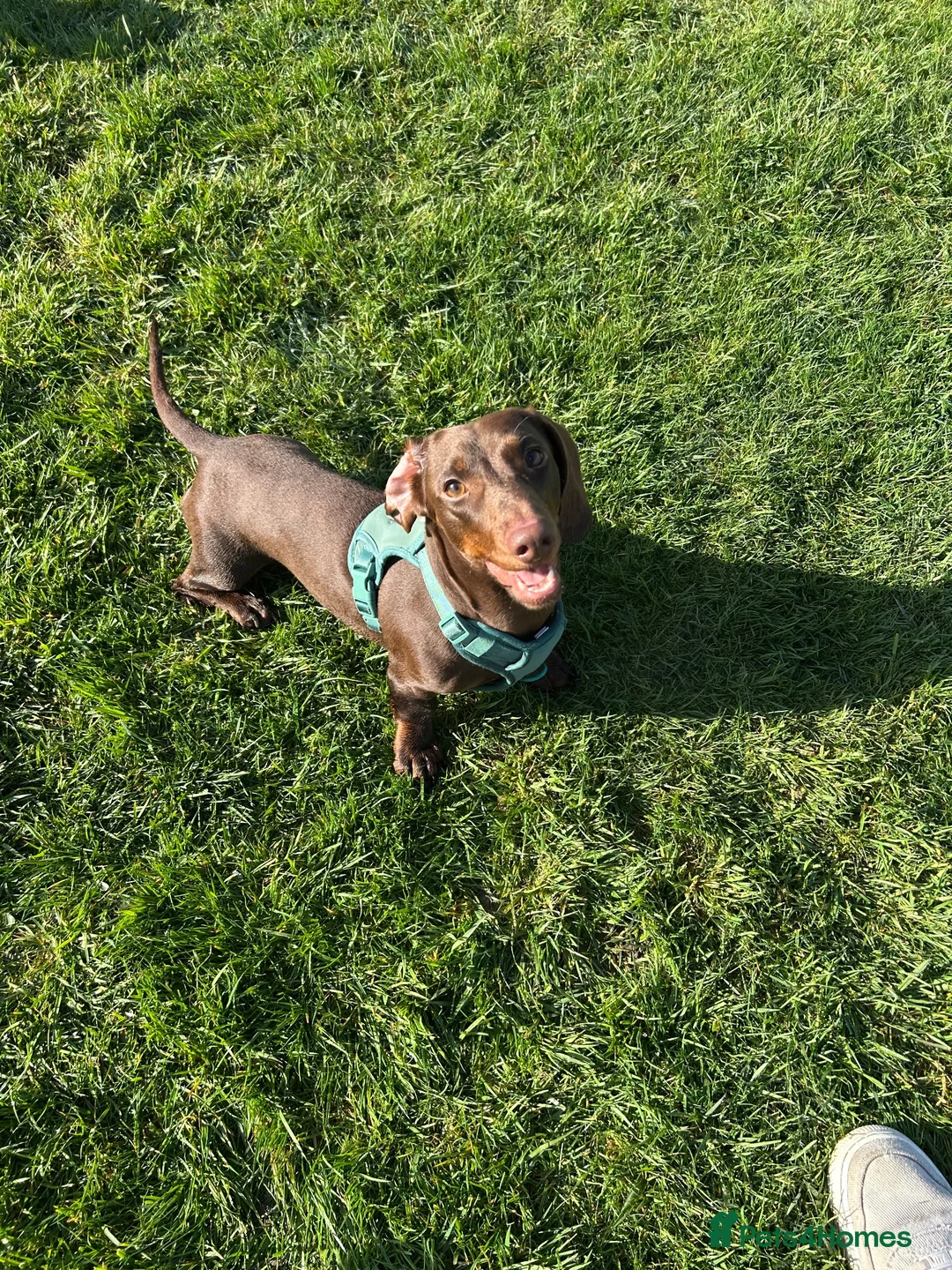Dachshund dogs for stud: Monty  in Bradford - Advert 1