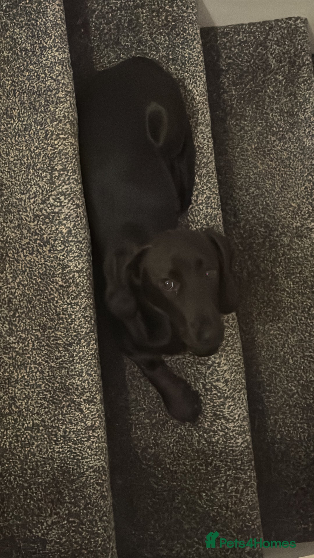 Mixed Breed dogs for sale: Cocker spaniel/Dashhound - Advert 3