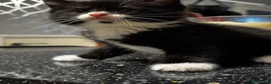 Maine Coon 3