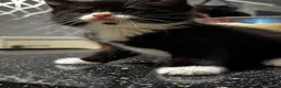 Maine Coon cats for sale: Maine Coon Cross Kittens in Bourne - Advert 7
